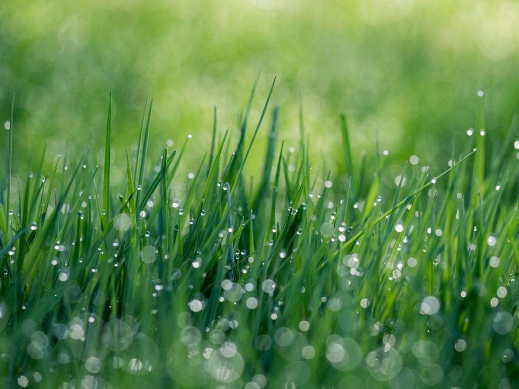 Wet grass illustrating residual water draining from the lowest sprinkler head