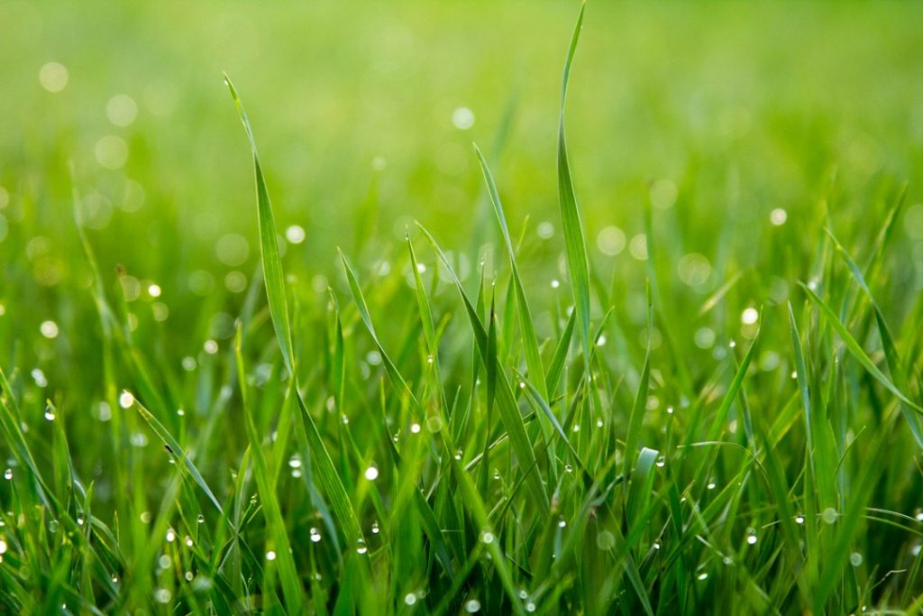 Water droplets on lawn illustrating sprinkler head drainage after the system shuts off