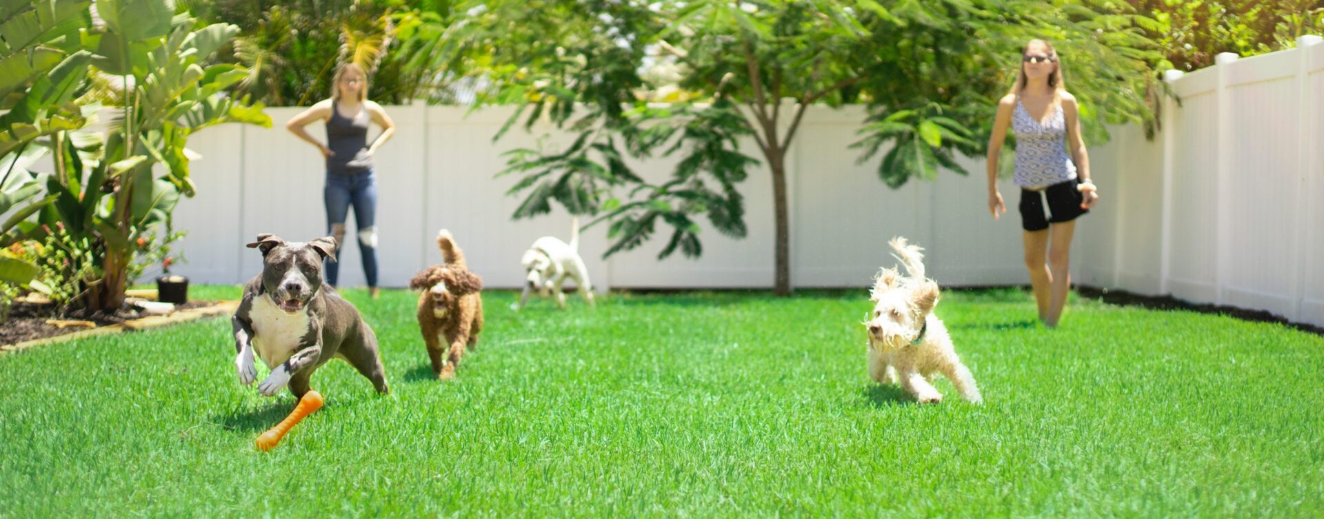 Dogs playing on a healthy residential lawn maintained with irrigation