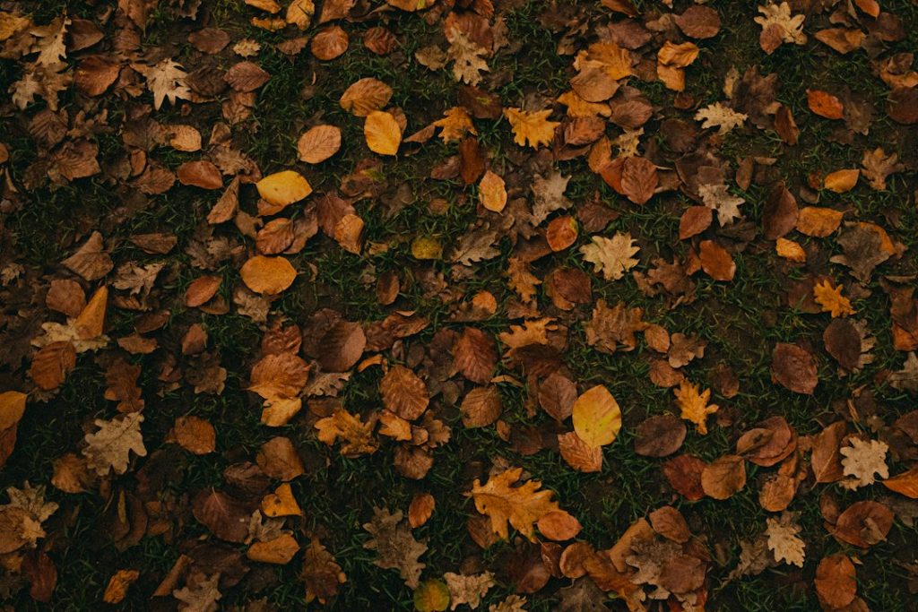 Autumn residential landscape representing fall sprinkler maintenance and winterization