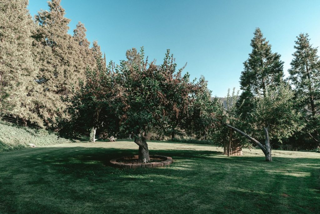 Landscaped residential backyard with healthy green lawn