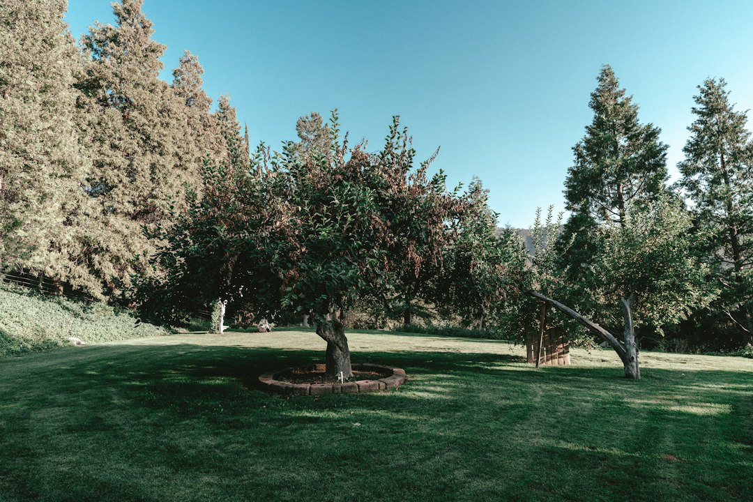 Landscaped residential backyard with healthy green lawn