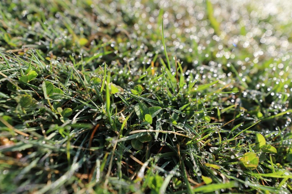 Frost on grass illustrating freezing-weather risk to residential irrigation systems in South Carolina