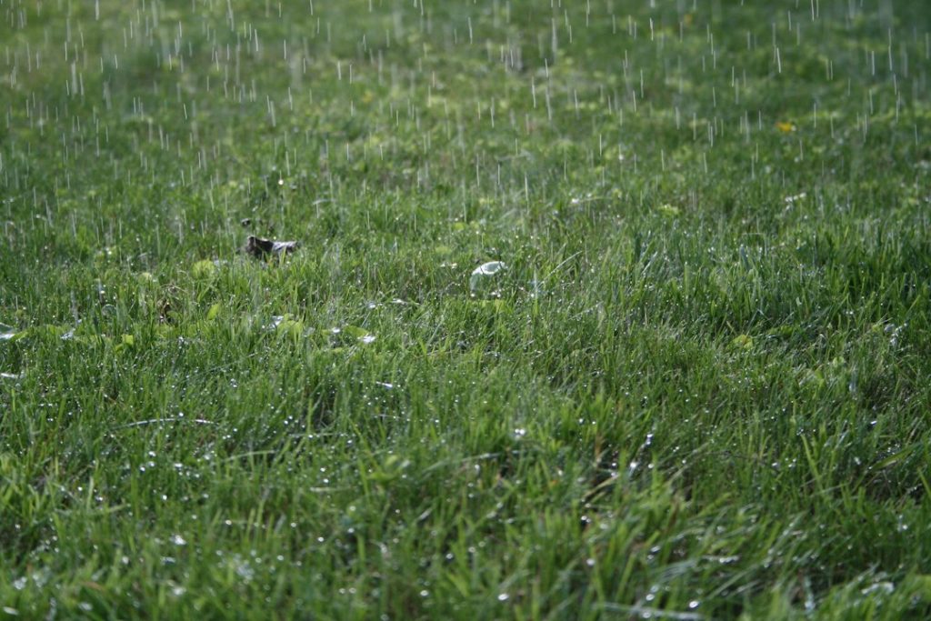 Wet residential lawn after rainfall illustrating when to delay automatic sprinkler watering