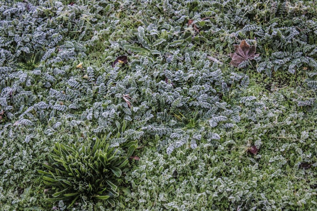 Frost-covered yard illustrating sprinkler winterization and freeze protection